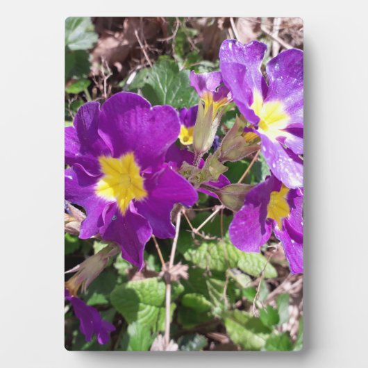 Lila Blume Fotoplatte (Vorderseite)