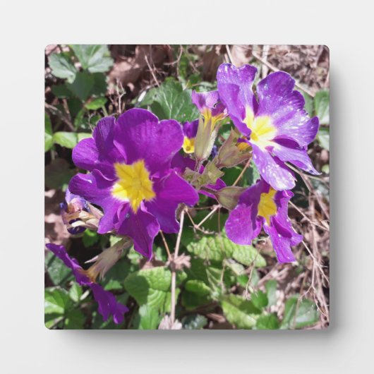 Lila Blume Fotoplatte (Vorderseite)