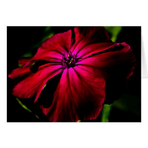 Lila Blume Gccna