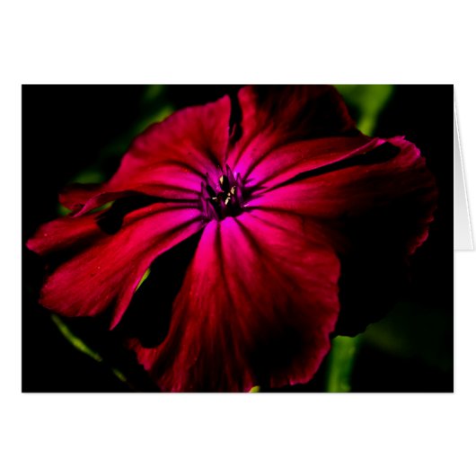 Lila Blume Gccnm (Vorderseite (Horizontal))