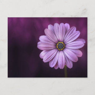 Lila Blume im Blut Postkarte