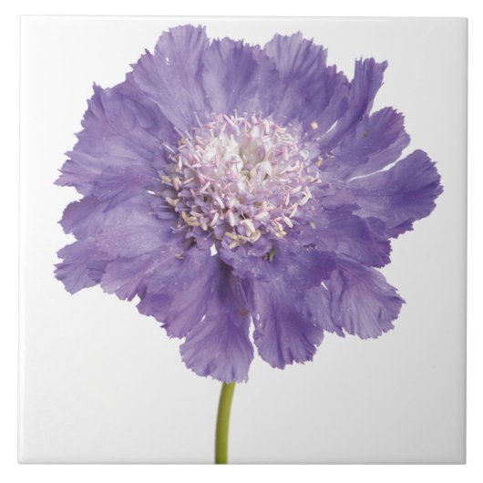 Lila Blume Keramik Tile Untersetzer (Vorderseite)