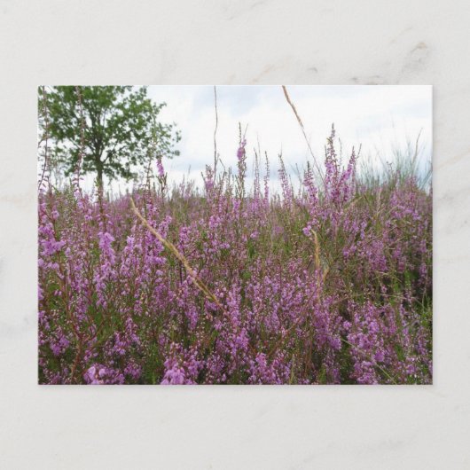 Lila Blume Landscape DIY Postkarte (Vorderseite)