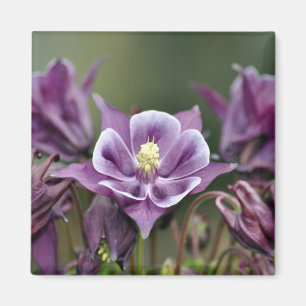 Lila Blume Magnet