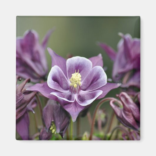 Lila Blume Magnet (Vorne)