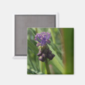 Lila Blume Magnet (Vorderseite/Rückseite)