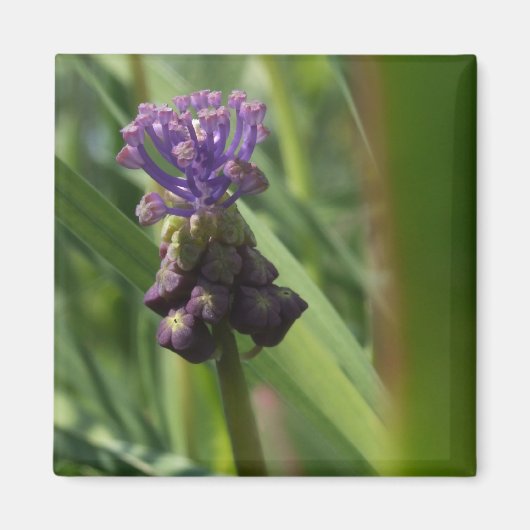 Lila Blume Magnet (Vorne)