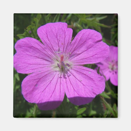 lila Blume Magnet (Vorne)