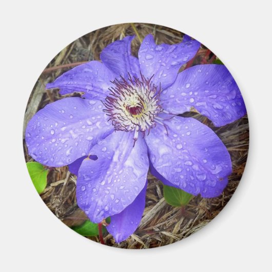 Lila Blume Magnet (Vorne)