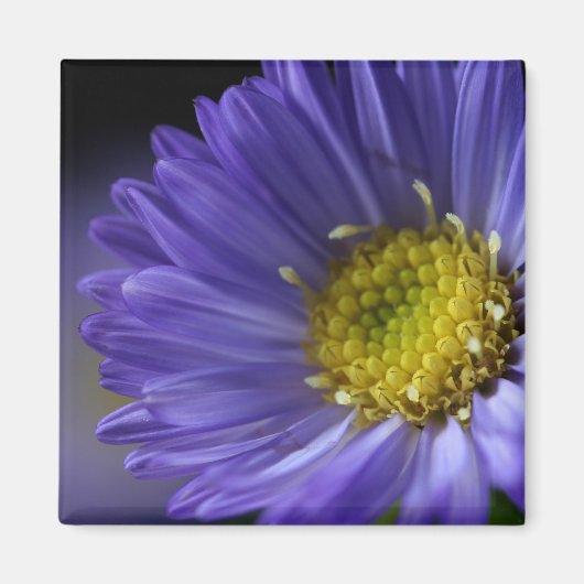 lila Blume-Magnet Magnet (Vorne)