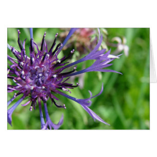 Lila Blume Makro-Foto
