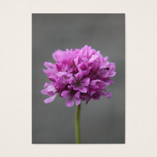 lila Blume mit Ameise