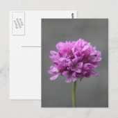 lila Blume mit Ameise Postkarte (Vorne/Hinten)