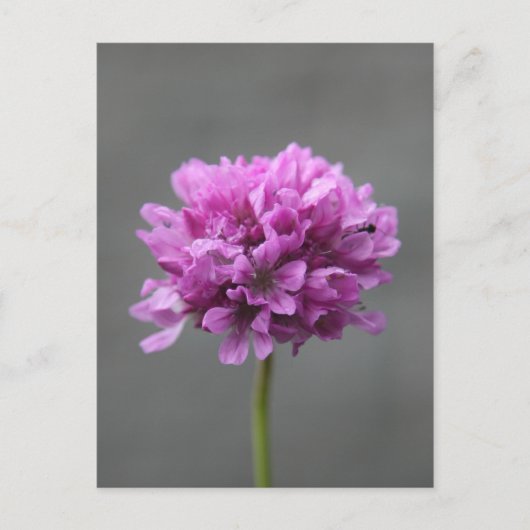 lila Blume mit Ameise Postkarte (Vorderseite)