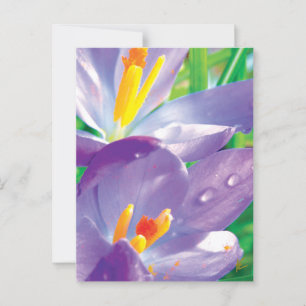 Lila Blume mit edler Eleganz Postkarte
