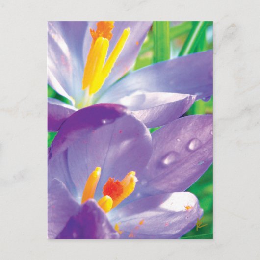 Lila Blume mit edler Eleganz Postkarte (Vorderseite)