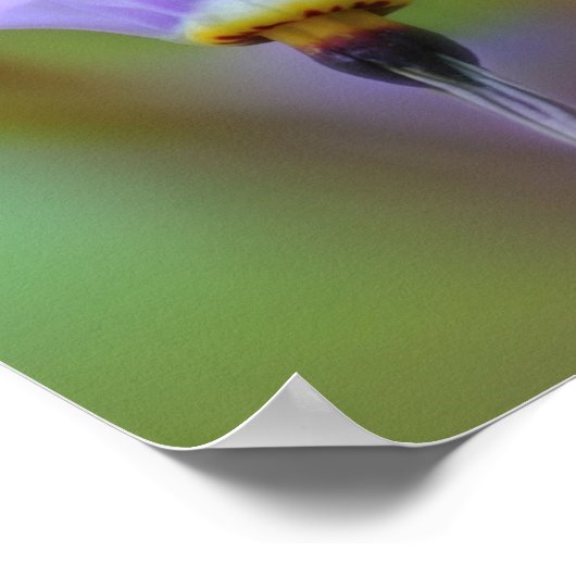 Lila Blume Nah Poster (Ecke)