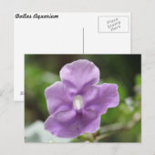 Lila Blume Nr. 3 Postkarte (Vorne/Hinten)