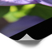Lila Blume Poster (Ecke)