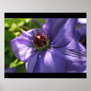 Lila Blume Poster