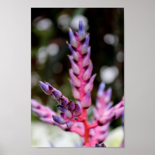 Lila Blume Poster (Vorne)