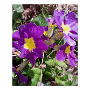 Lila Blume Poster