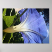 Lila Blume Poster (Vorne)