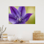 Lila Blume Poster (Küche)