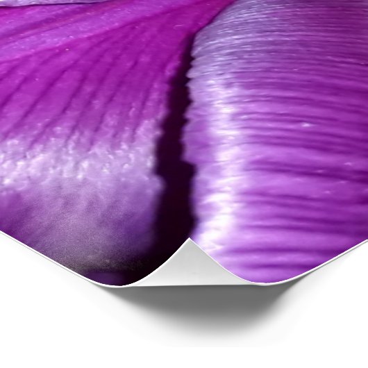 Lila Blume Poster (Ecke)