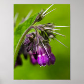 Lila Blume Poster Paper (Matte) (Vorne)