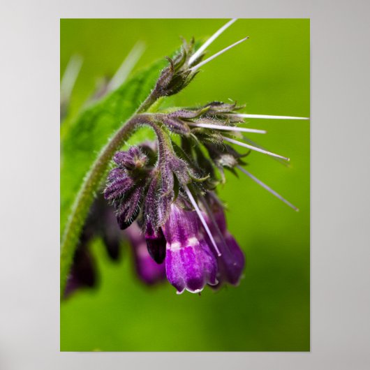 Lila Blume Poster Paper (Matte) (Vorne)