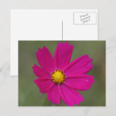 lila Blume Postkarte (Vorne/Hinten)