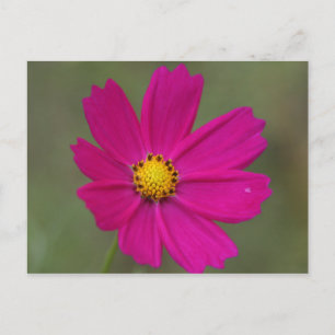 lila Blume Postkarte