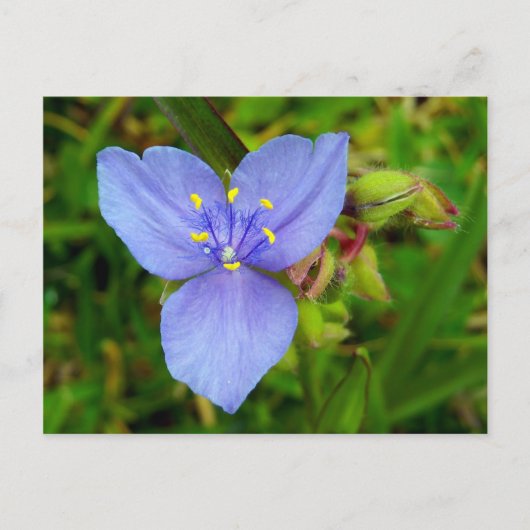 Lila Blume Postkarte (Vorderseite)