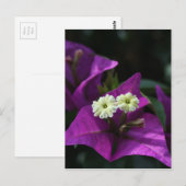 Lila Blume Postkarte (Vorne/Hinten)