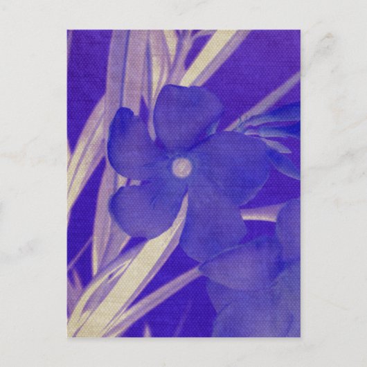 Lila Blume Postkarte (Vorderseite)