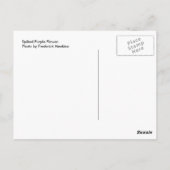 Lila Blume Postkarte (Rückseite)