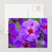 Lila Blume Postkarte (Vorne/Hinten)