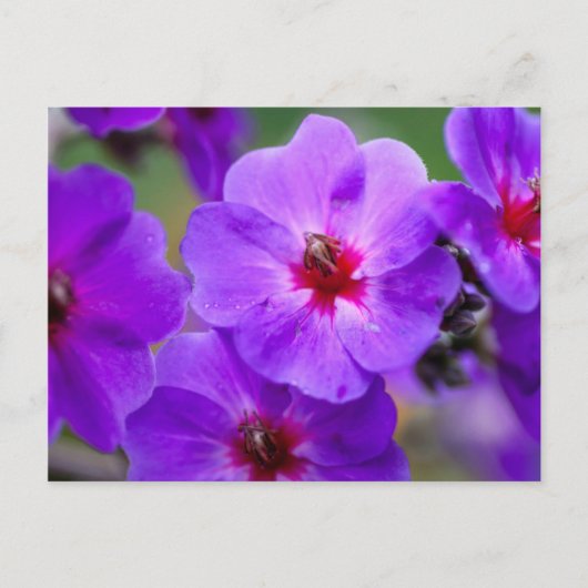 Lila Blume Postkarte (Vorderseite)