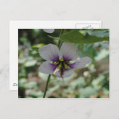 Lila Blume Postkarte (Vorne/Hinten)