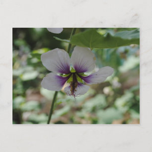 Lila Blume Postkarte