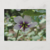 Lila Blume Postkarte (Vorderseite)