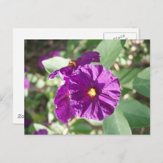 Lila Blume Postkarte (Vorne/Hinten)