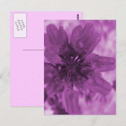 Lila Blume Postkarte (Vorne/Hinten)