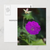 Lila Blume Postkarte (Vorne/Hinten)