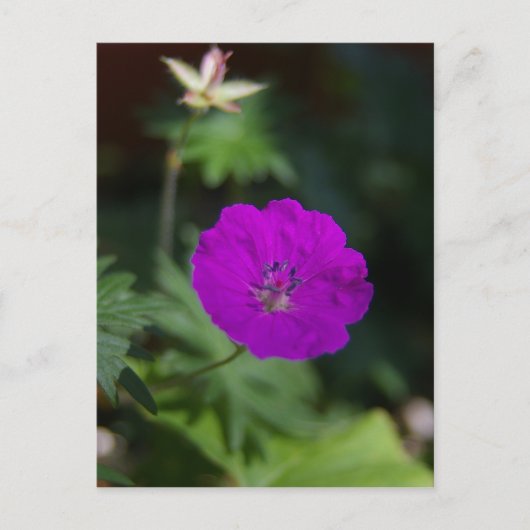 Lila Blume Postkarte (Vorderseite)