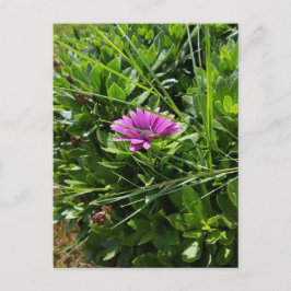 Lila Blume Postkarte