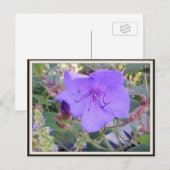 Lila Blume Postkarte (Vorne/Hinten)