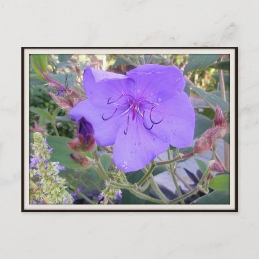 Lila Blume Postkarte (Vorderseite)