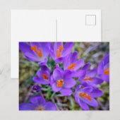 Lila Blume Postkarte (Vorne/Hinten)